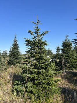 290cm Weihnachtsbaum, Nordmanntanne, 24G330