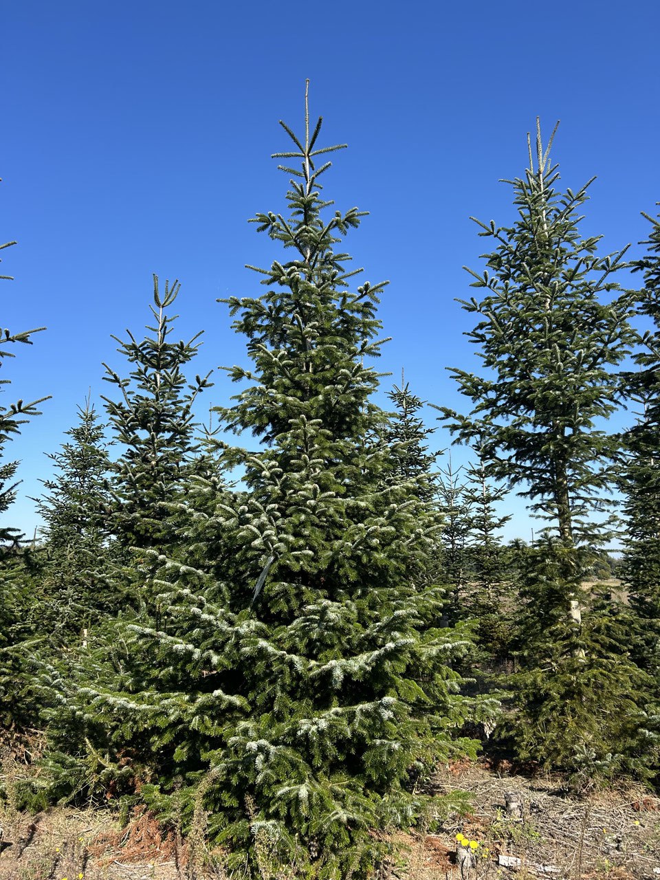 510cm Weihnachtsbaum, Nordmanntanne, 24G338