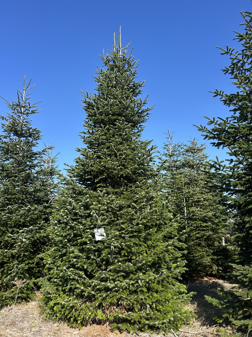 570cm Weihnachtsbaum, Nordmanntanne, 24G339