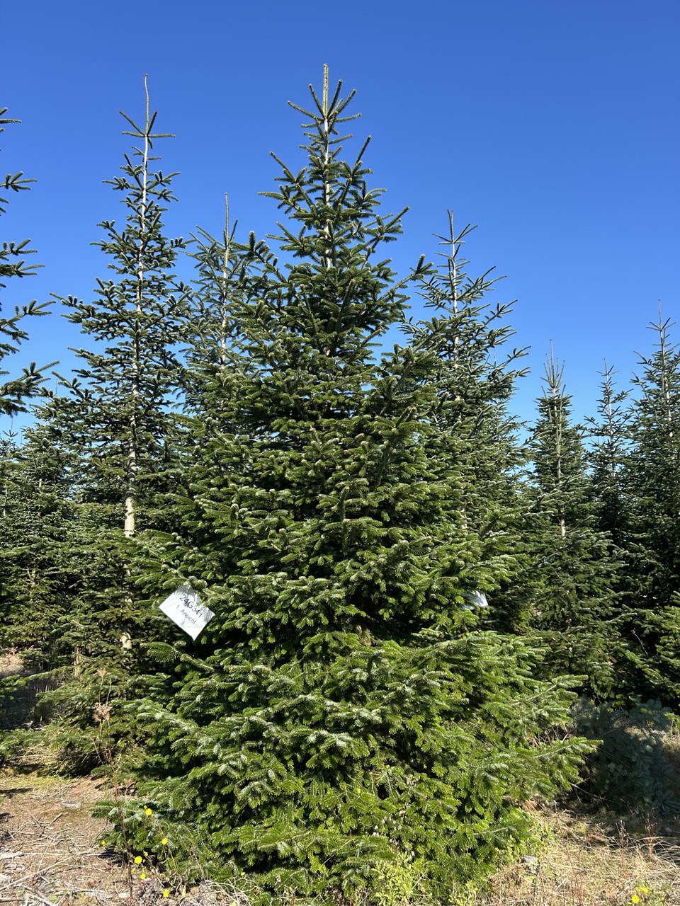 550cm Weihnachtsbaum, Nordmanntanne, 24G341