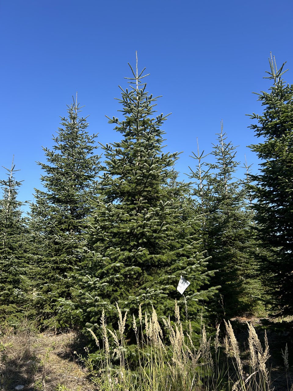 590cm Weihnachtsbaum, Nordmanntanne, 24G344