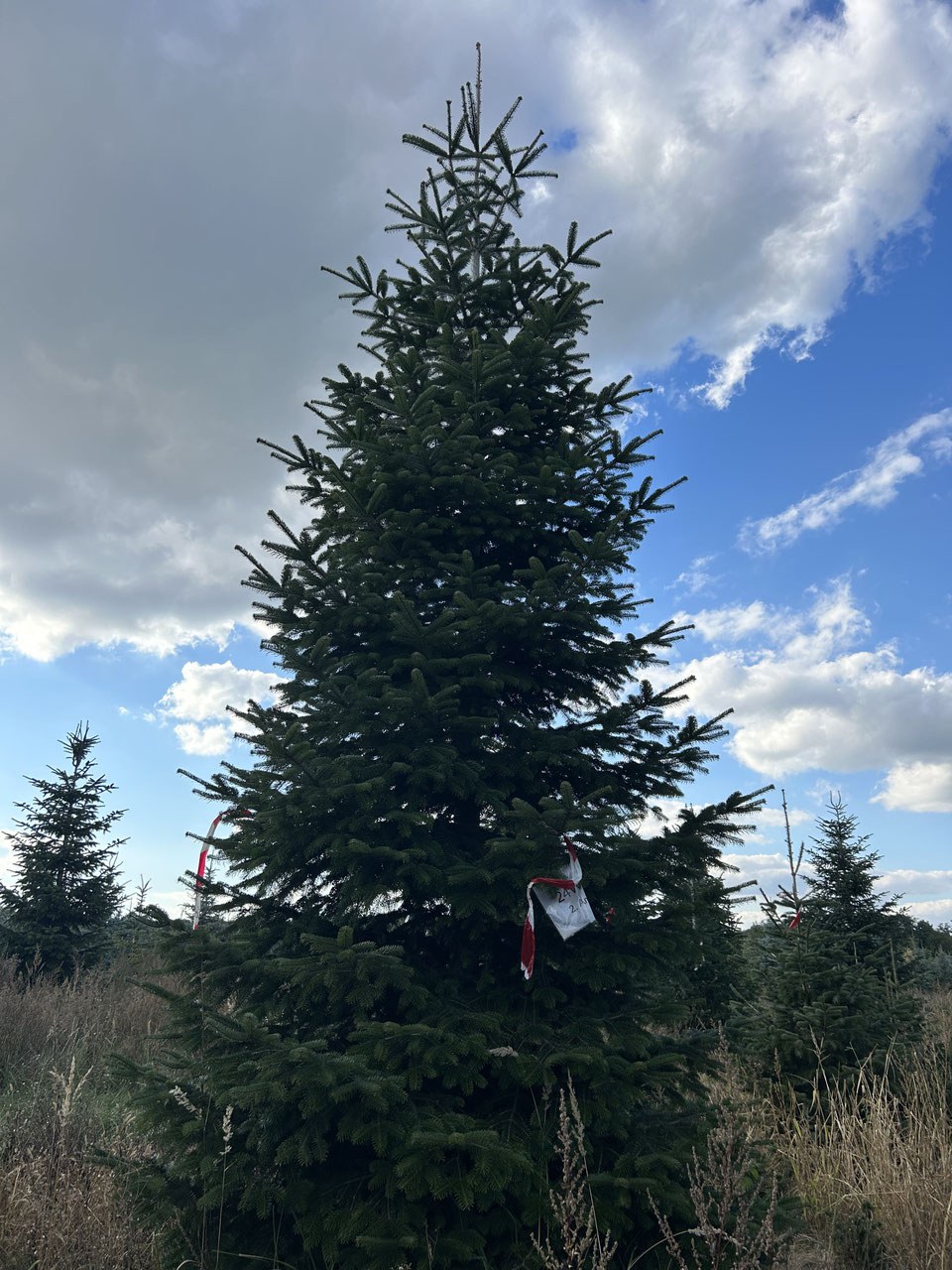 640cm Weihnachtsbaum, Nordmanntanne, 24W119