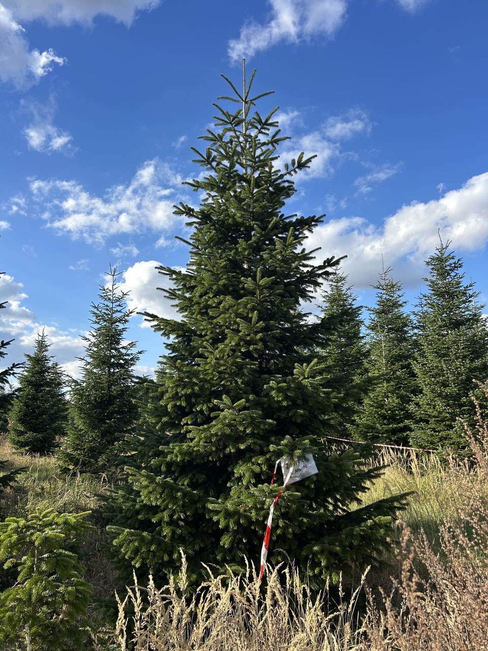 590cm Weihnachtsbaum, Nordmanntanne, 24W127
