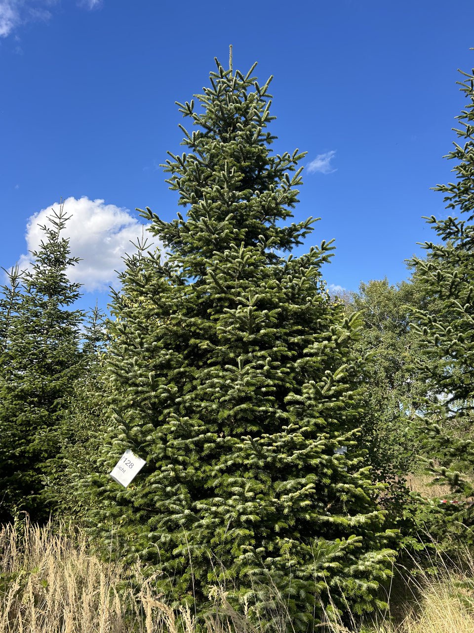 580cm Weihnachtsbaum, Nordmanntanne, 24W128
